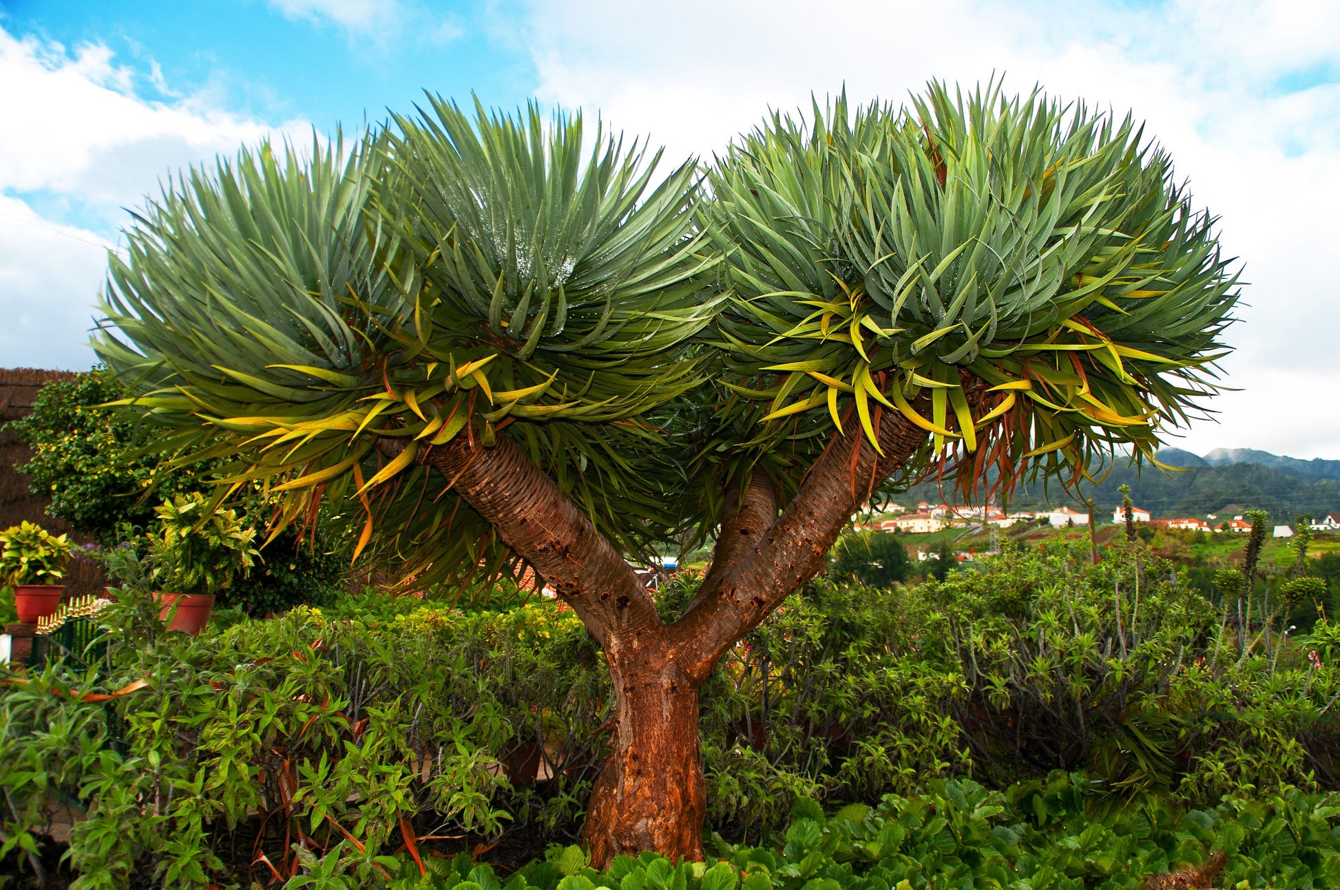 dracaena acaulis 10 DRAGON TREE Dracaena Draco Canary Island Drago Blood Asparagus Yucc – Seedville USA