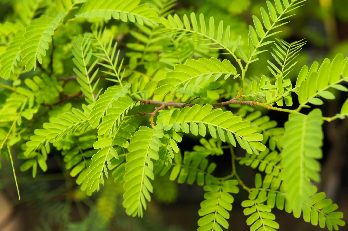 10 Thornless HONEYLOCUST Gleditsia Triacanthos Inermis Imperial Honey Locust Golden Yellow Tree Seeds