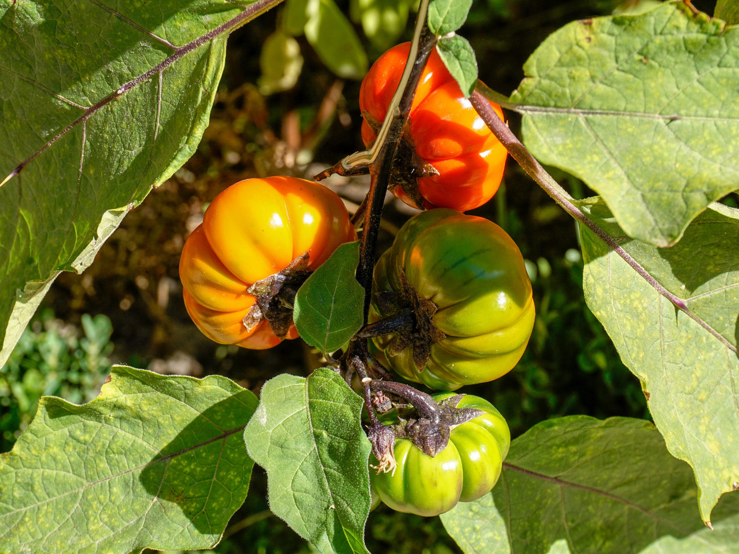 pumpkin on a stick plant seeds 25 RUFFLED RED EGGPLANT Pumpkin On A Stick Edible & Ornamental Solanum – Seedville USA