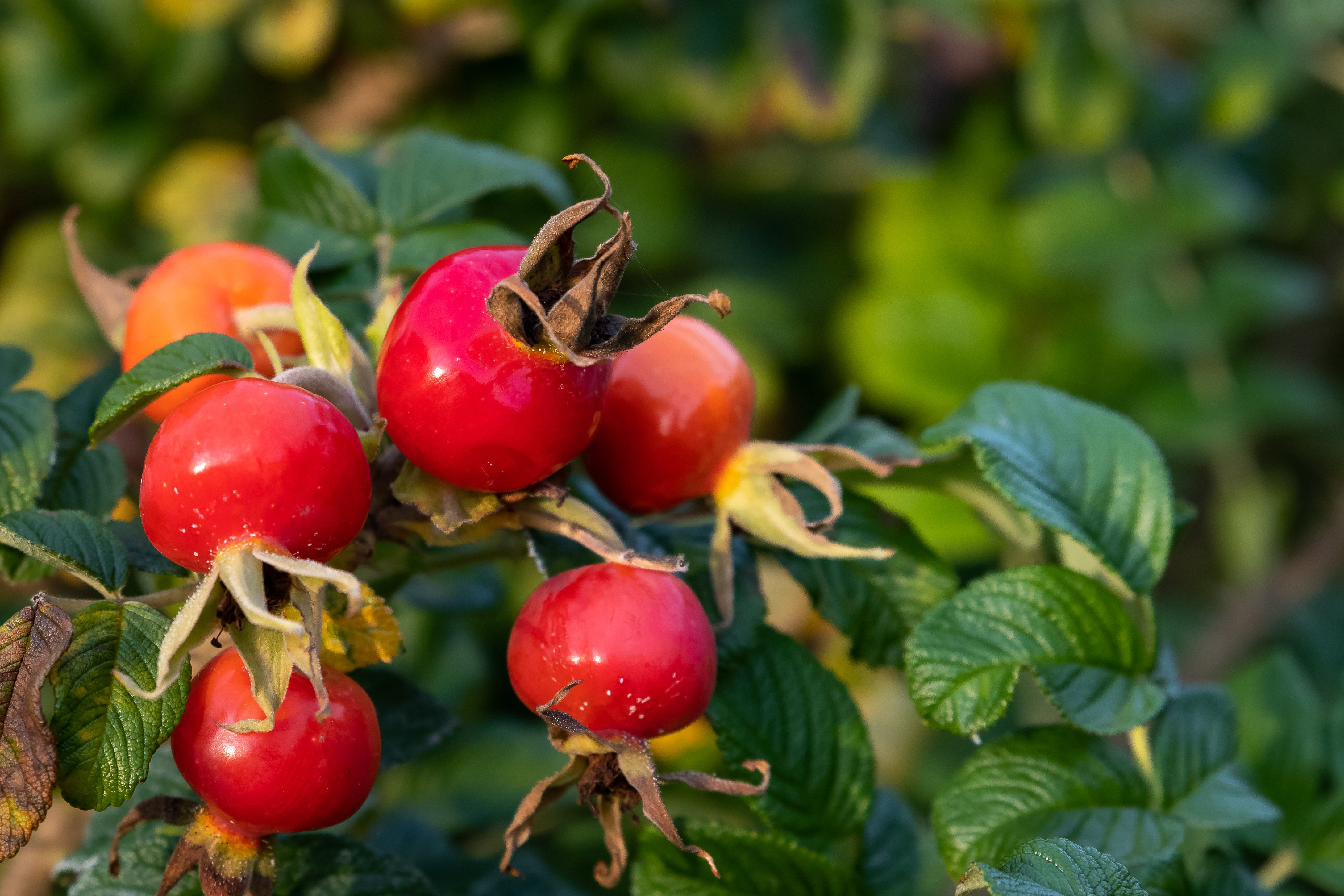 10 WHITE JAPANESE ROSE Rosa Rugosa Alba Bush Rugosa Rose Flower