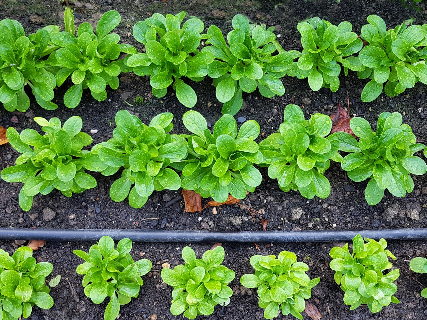 500 Dutch CORN SALAD Lambs Lettuce Valerianella Locusta Herb Vegetable Seeds