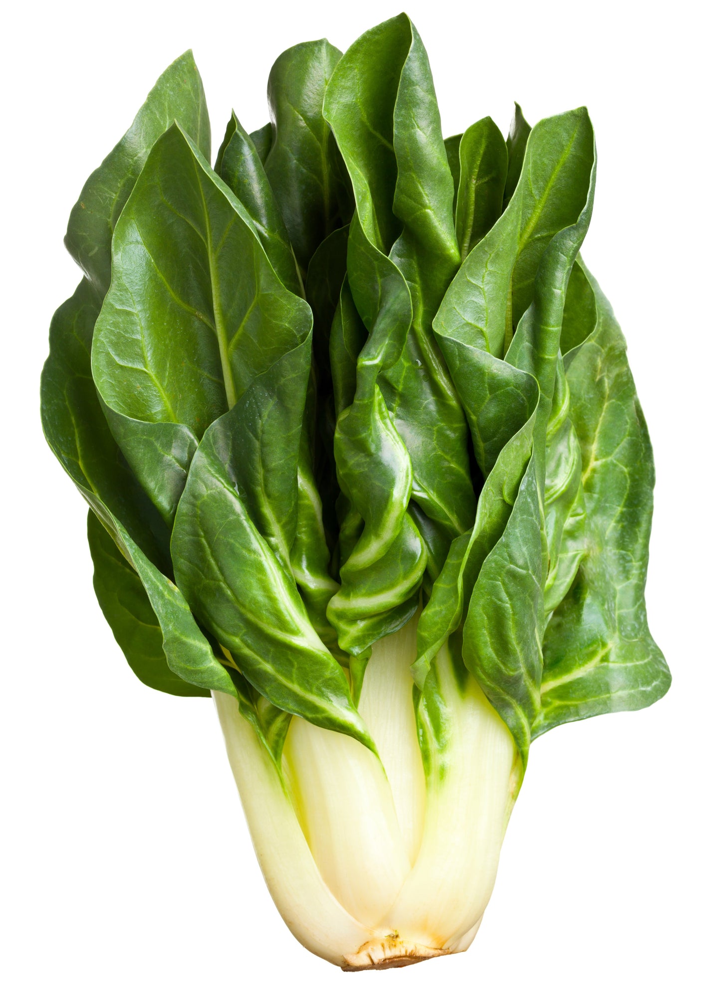 250 BARESE SWISS CHARD White Rib Perpetual Spinach Beta Vulgaris Vegetable Seeds