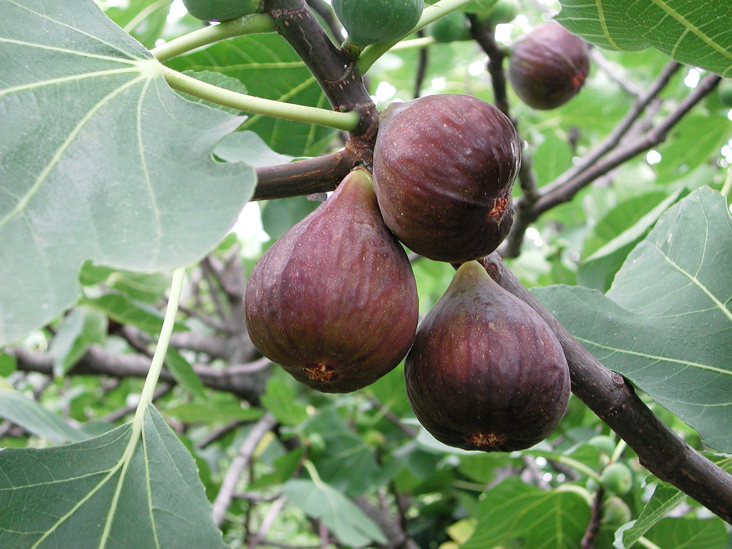 30 COMMON Edible FIG TREE Ficus Carica Purple Brown Skin Pink Flesh Fruit Seeds