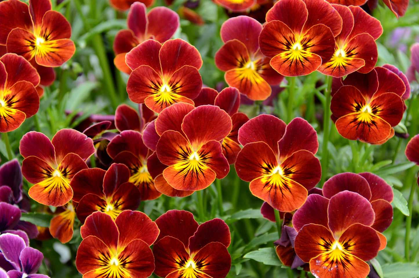 50 RED & YELLOW PANSY Violet Viola Wittrockiana Flower Seeds