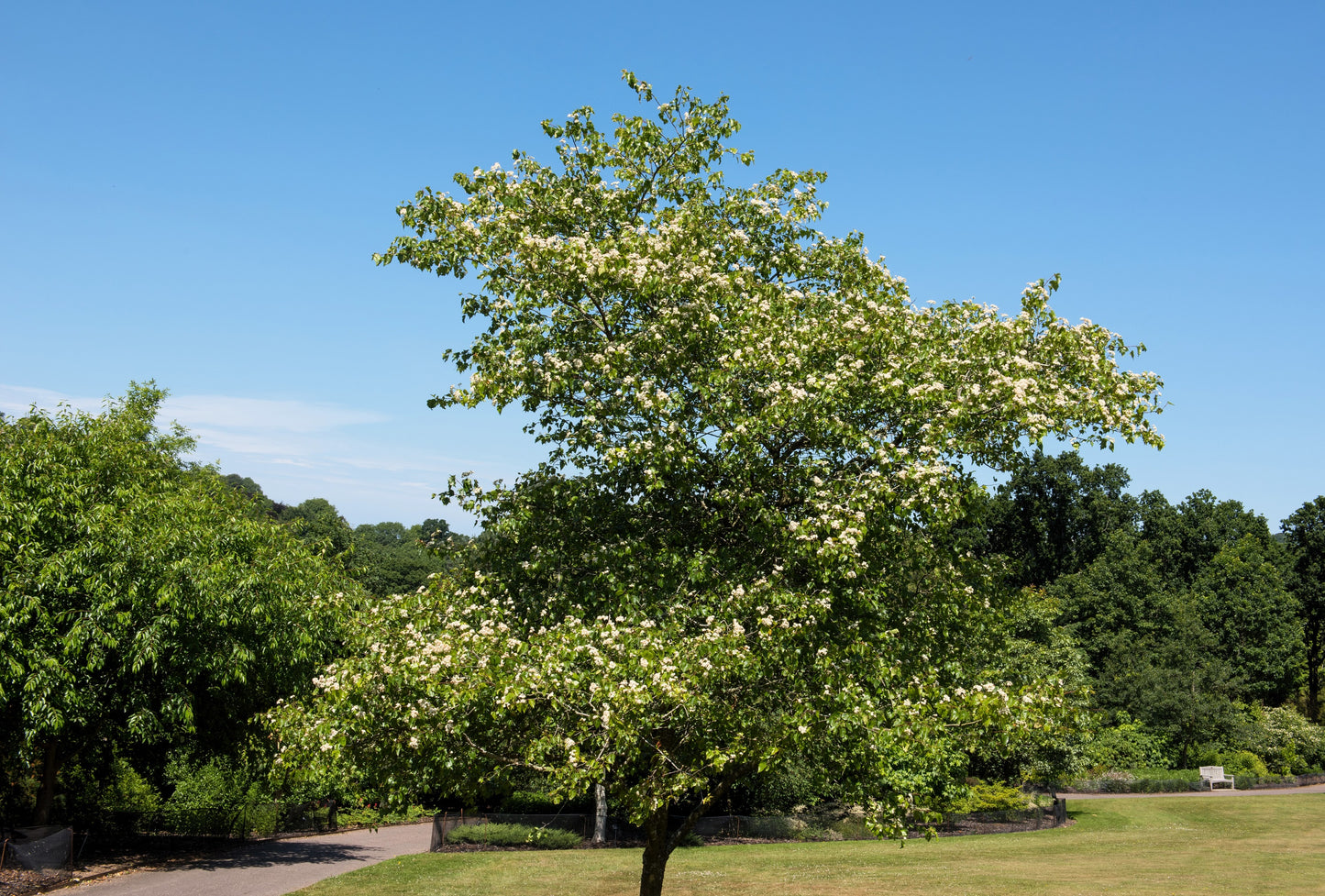 50 WASHINGTON HAWTHORN Crataegus Phaenopyrum Mayflower Shrub Tree Edible Fruit & White Flowers Seeds