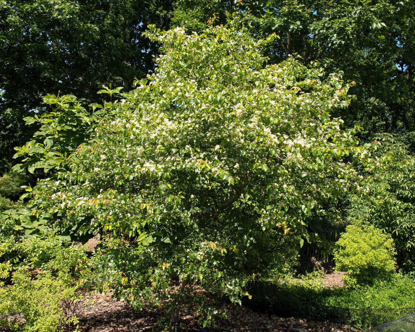 50 WASHINGTON HAWTHORN Crataegus Phaenopyrum Mayflower Shrub Tree Edible Fruit & White Flowers Seeds