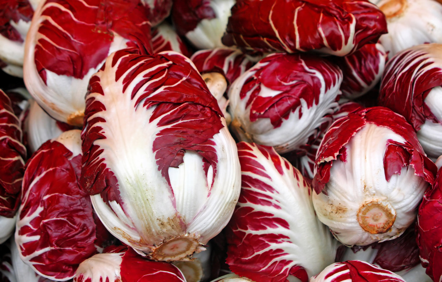 100 RADICCHIO DI TREVISO Radicchio Rose Vegetable Seeds