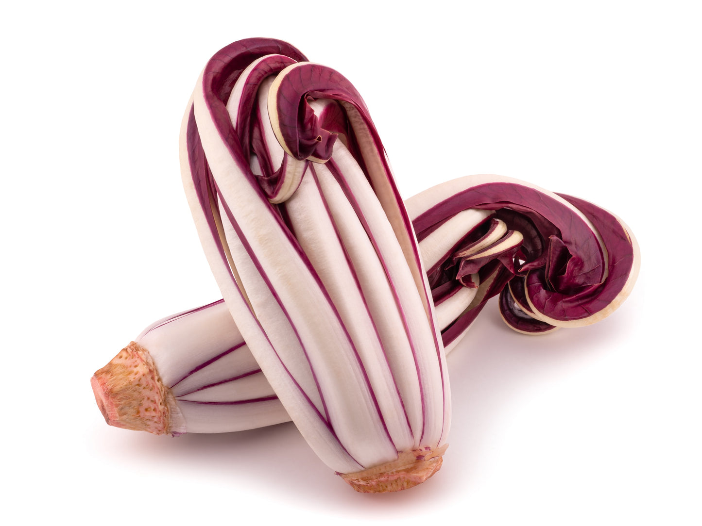 100 RADICCHIO DI TREVISO Radicchio Rose Vegetable Seeds