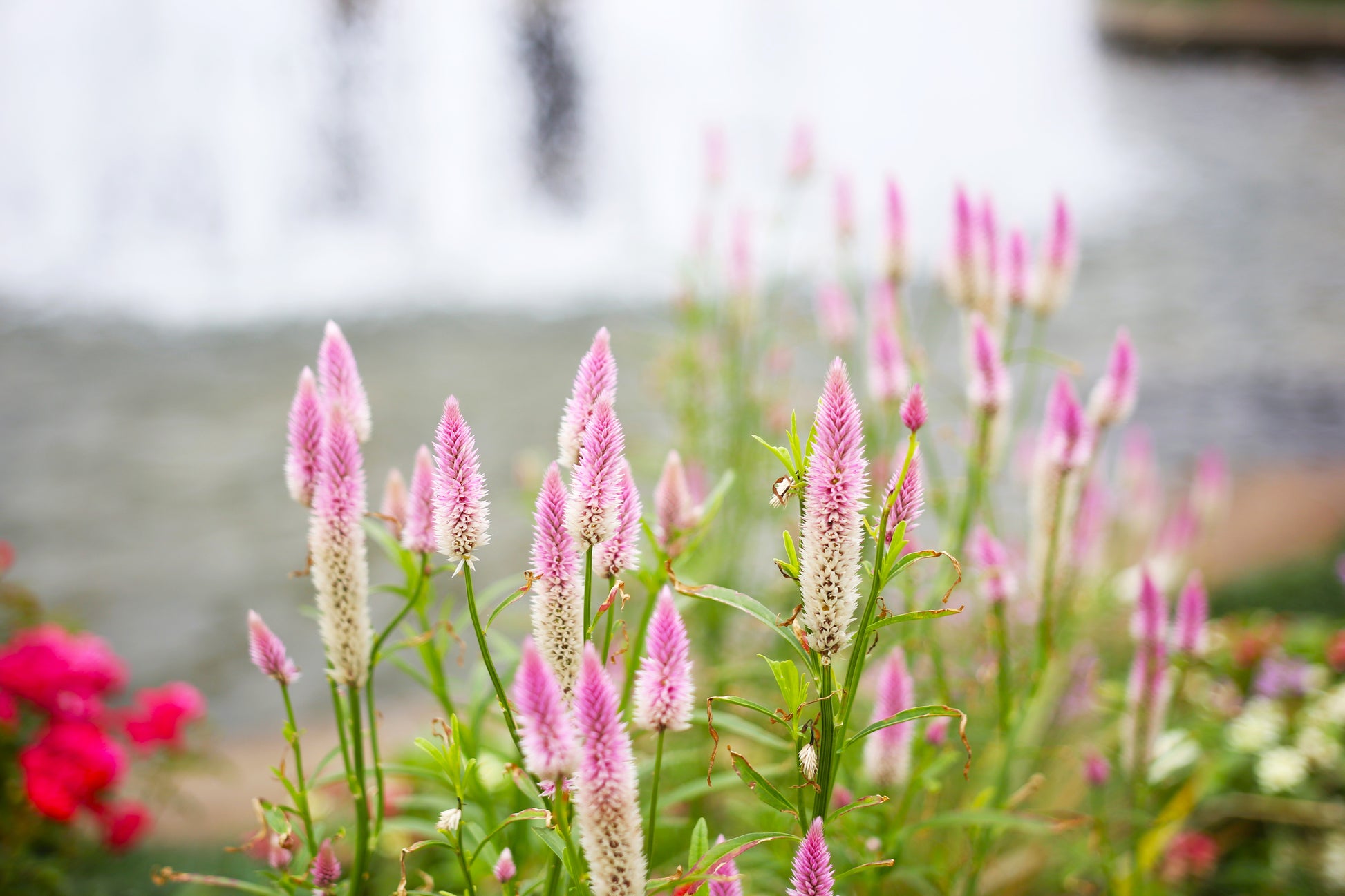 celosia asian garden seeds 100 FLAMINGO FEATHER Wheat CELOSIA Spicata Pink & White Flower Seeds – Seedville USA