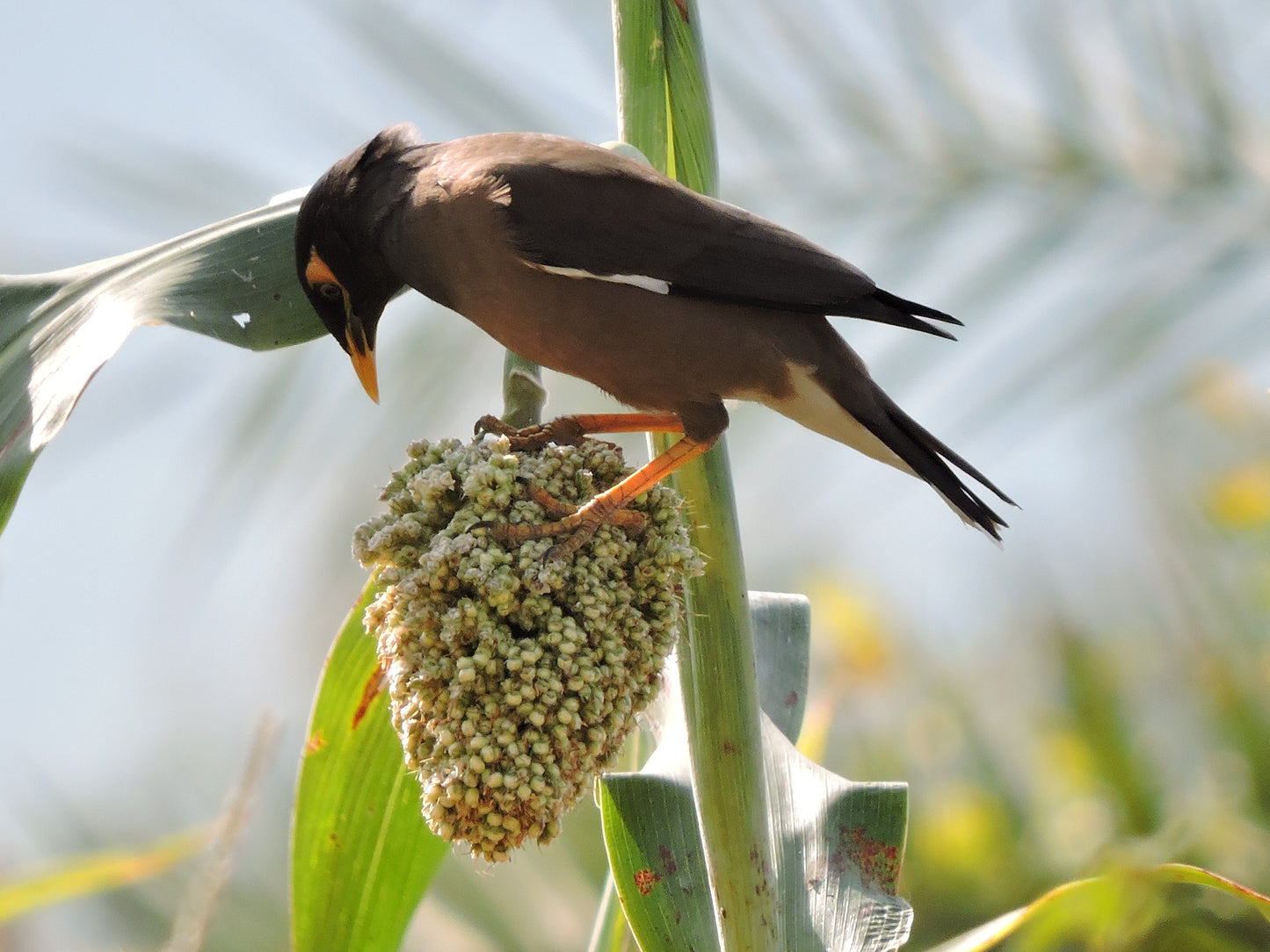 100 Wild Game FOOD PLOT SORGHUM aka Milo Deer & Game Bird Bicolor Seeds