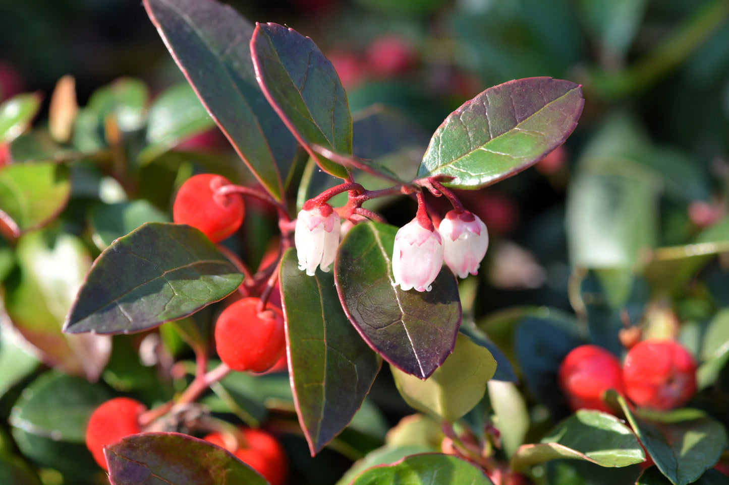 20 Creeping WINTERGREEN / TEABERRY Gaultheria Procumbens Evergreen Flower Seeds