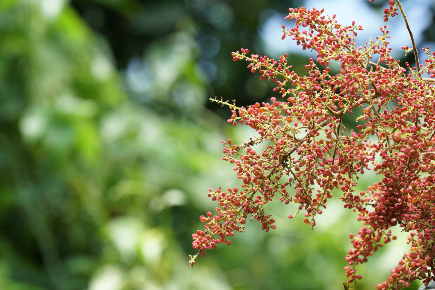 30 CHINESE SUMAC TREE Nutgall White Flowers Red Berries Rhus Chinensis Seeds