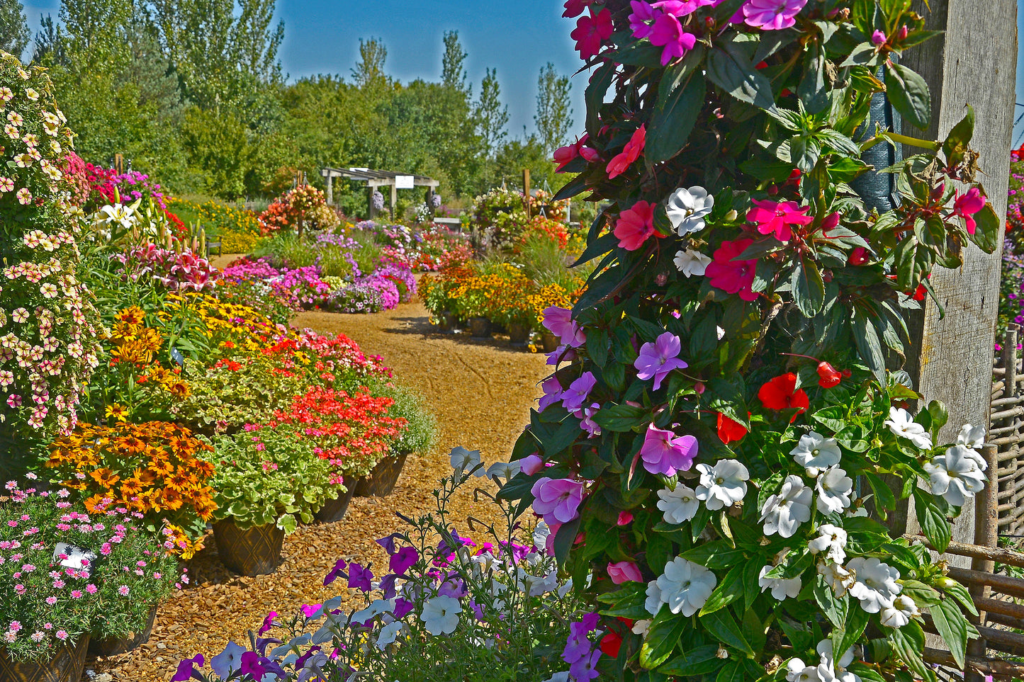 50 MIXED COLORS Dwarf IMPATIENS Walleriana Sun or Full Shade Red, White, Pink, Carmine, Scarlet, & Orange Flower Seeds