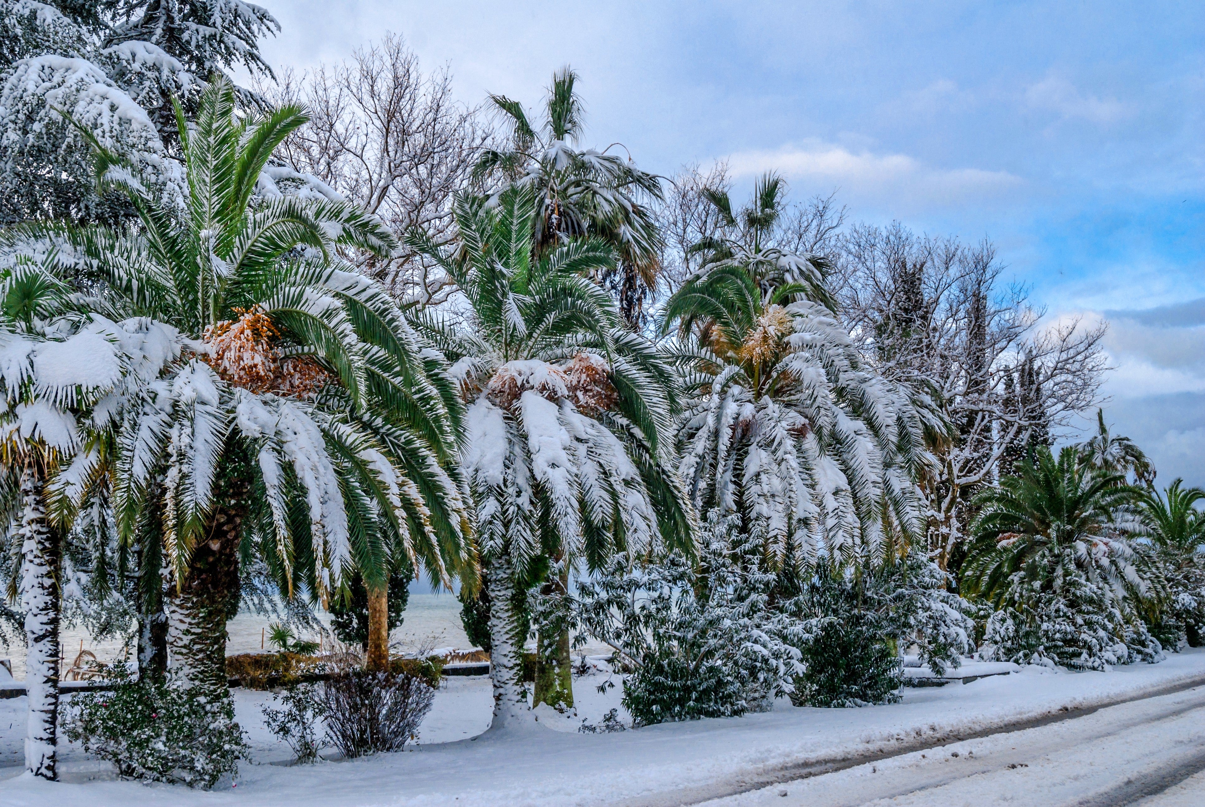 Seedville Canary Island Date Palm Seeds