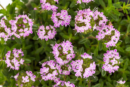 3000 SUMMER SAVORY Satureja Hortensis Herb Purple Flower Seeds