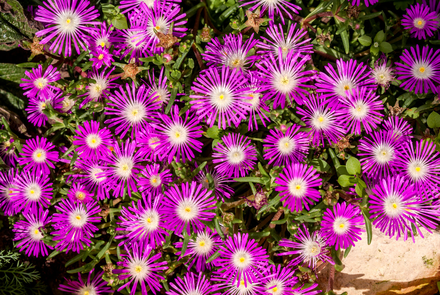25 STARDUST ICE PLANT Mesembryanthemum Delosperma Floribunda Perennial Purple & White Flower Seeds