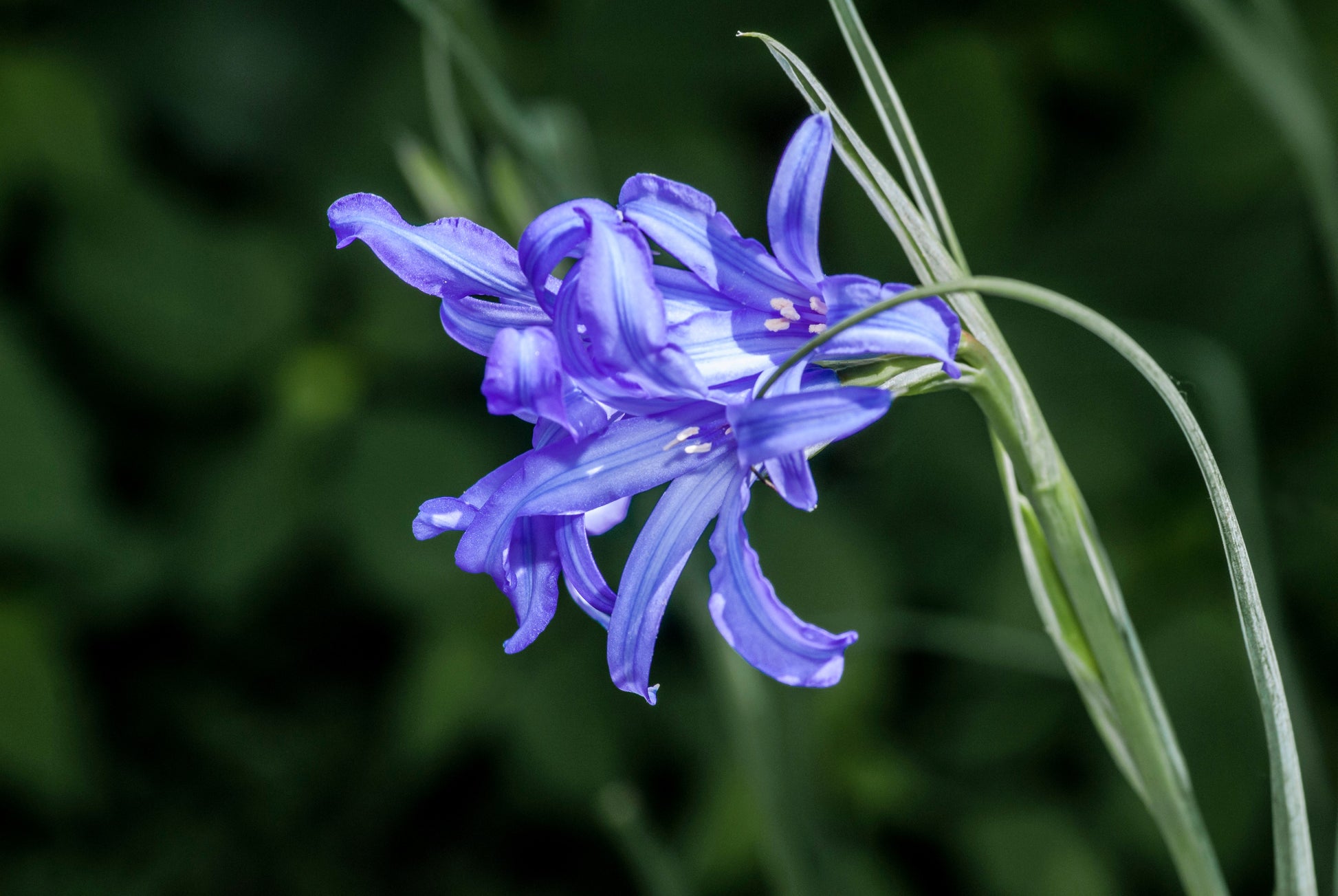 blue lily of the valley flower 10 BLUE SIBERIAN LILY Mountain Ixia Altai Ixiolirion Tataricum Flower – Seedville USA
