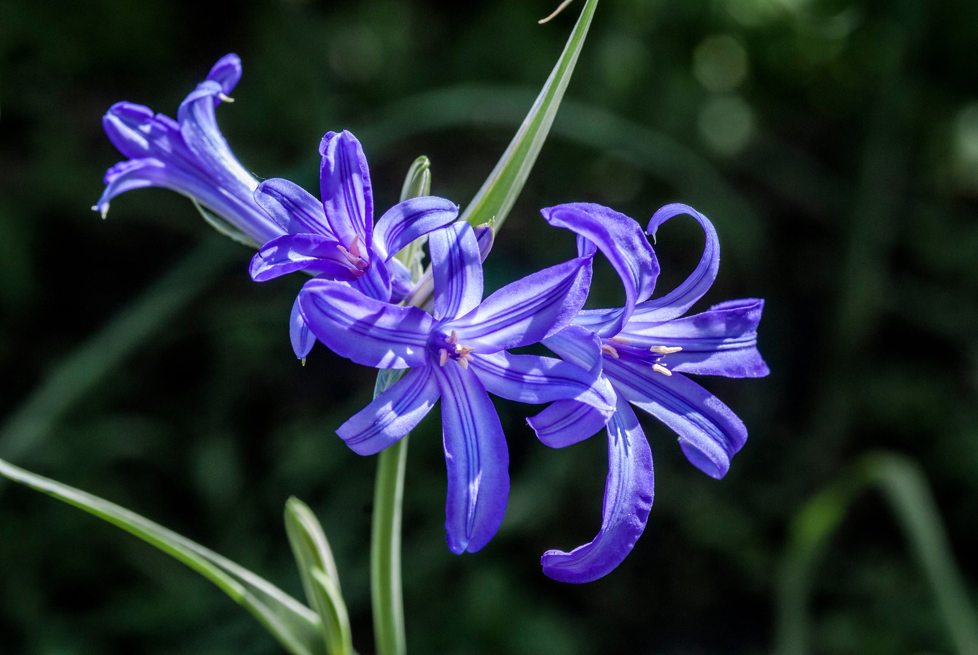 lavender mountain lilies plant 10 BLUE SIBERIAN LILY Mountain Ixia Altai Ixiolirion Tataricum Flower Seeds