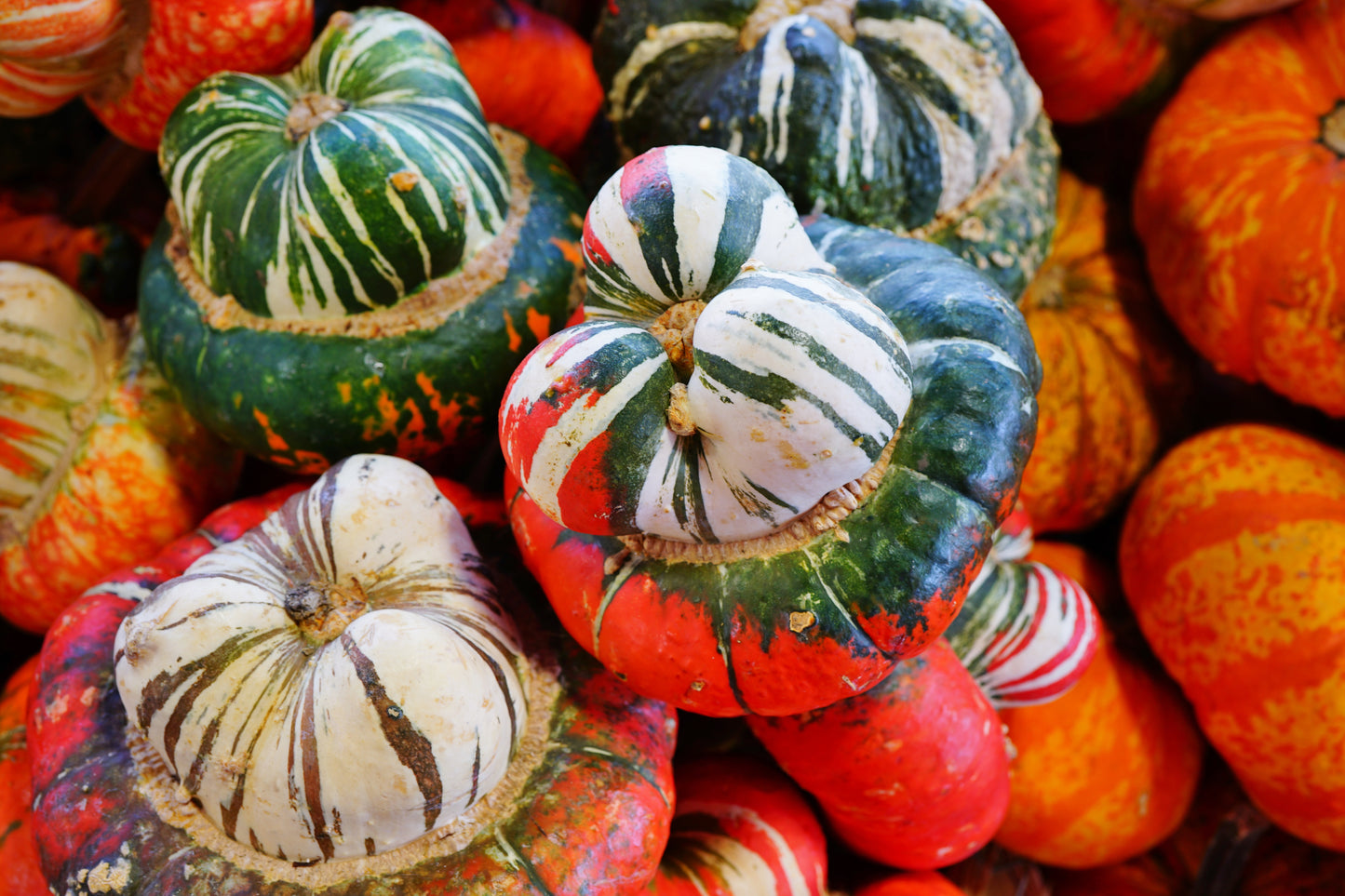 10 American TURKS TURBAN SQUASH Gourd Cucurbita Maxima Vine Seeds