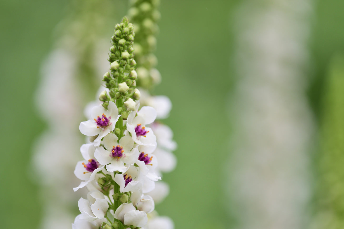 100 WHITE BLUSH VERBASCUM Blattaria Albiflorum Moth Mullein Flower Seeds