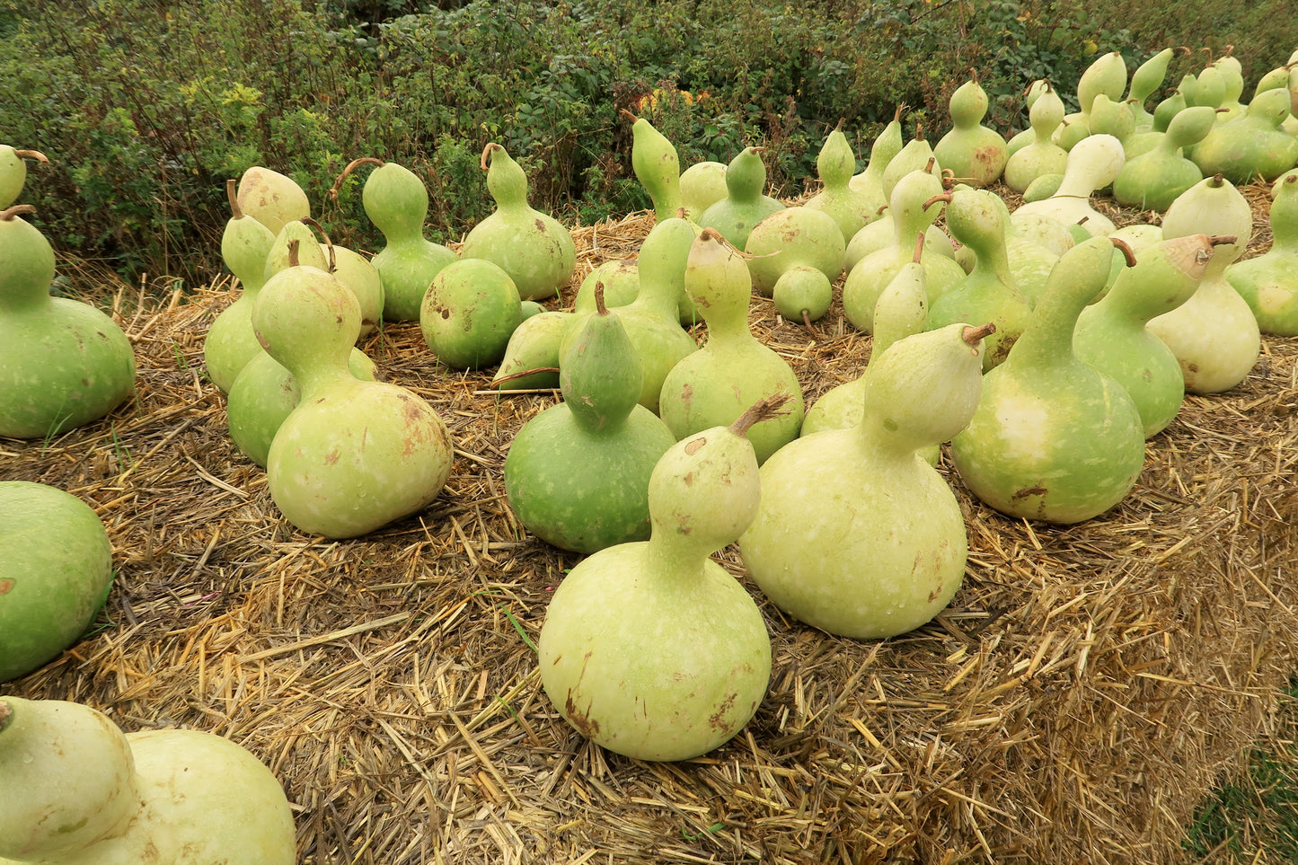 20 BIRDHOUSE GOURD (Hard Shelled Gourd / Calabash) Lagenaria Siceraria Vine Seeds