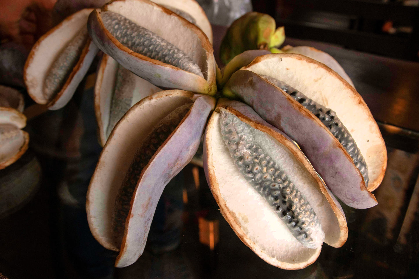 15 CHOCOLATE VINE Edible Fruit Akebia Trifoliata Flower Ornamental Climber Seeds