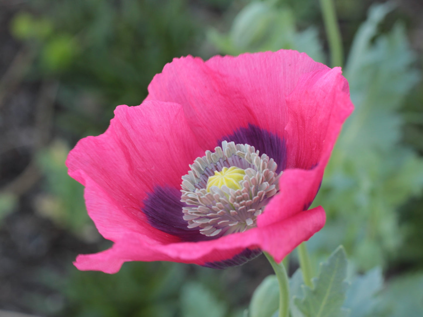 100 HENS and CHICKS Poppy Hens & Chickens Breadseed Lettuce Leaf Papaver Somniferum Flower Seeds