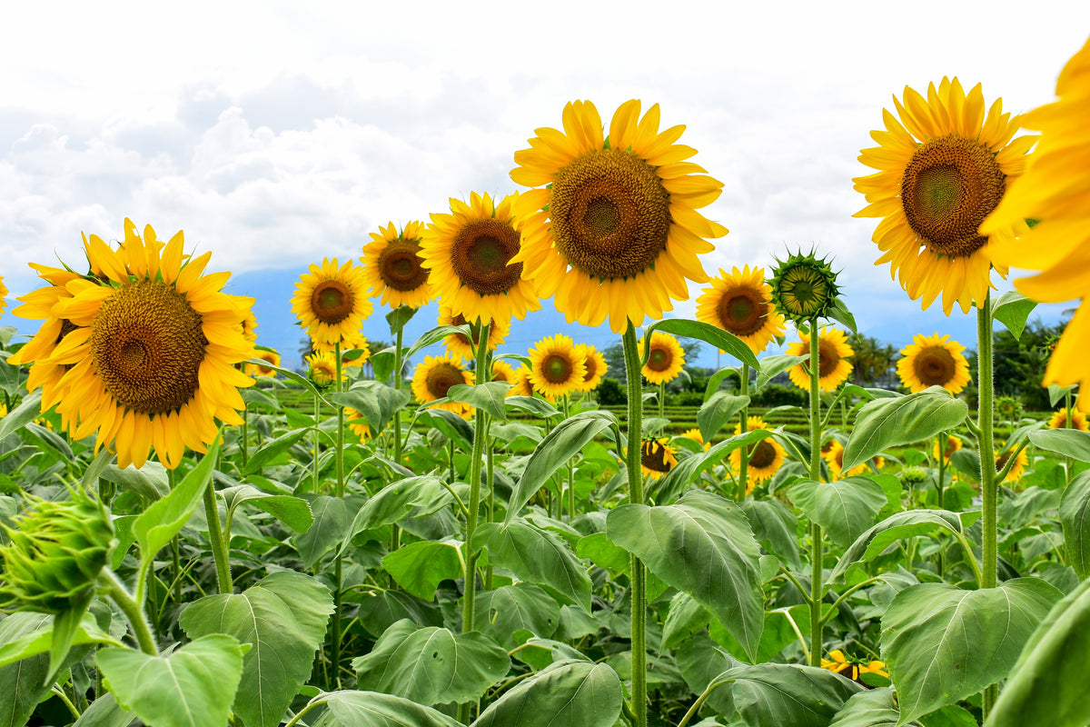 10 Early MAMMOTH RUSSIAN SUNFLOWER Helianthus Annuus Flower Seeds