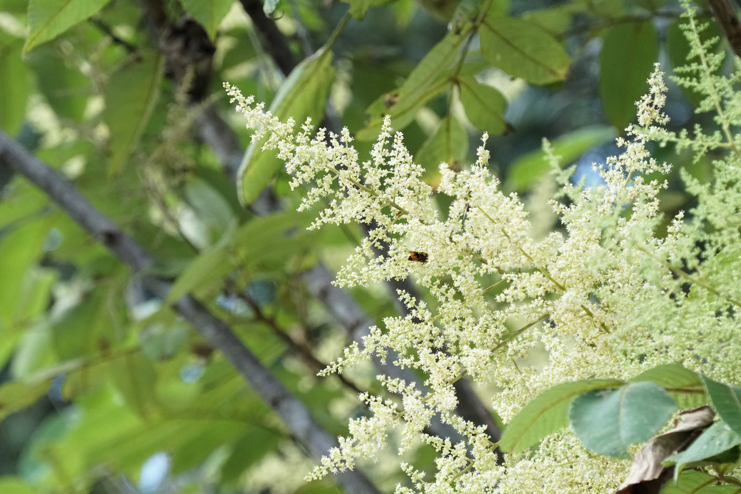 30 CHINESE SUMAC TREE Nutgall White Flowers Red Berries Rhus Chinensis Seeds