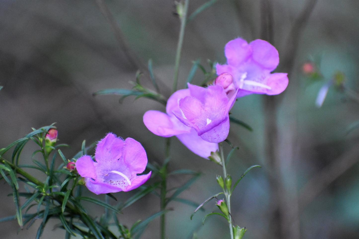 100 FALSE PURPLE FOXGLOVE Rose Gerardia Wetland Agalinis Purpurea Flower Seeds