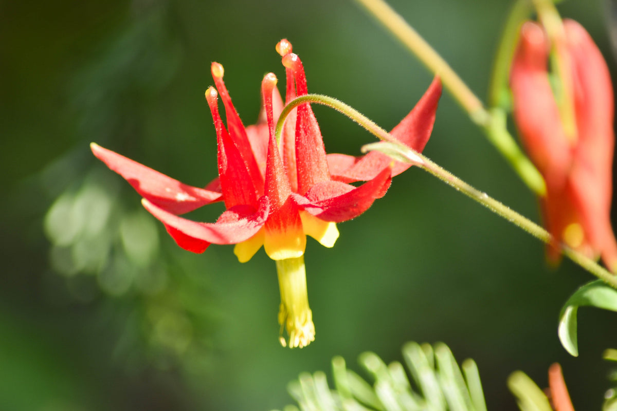 100 WILD / CANADIAN COLUMBINE Aquilegia Canadensis Red & Yellow Native Sun or Shade Flower Seeds