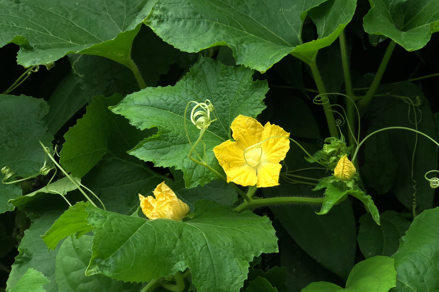 200 HALE'S Best JUMBO CANTALOUPE Orange Muskmelon Cucumis Melo Melon Fruit Seeds