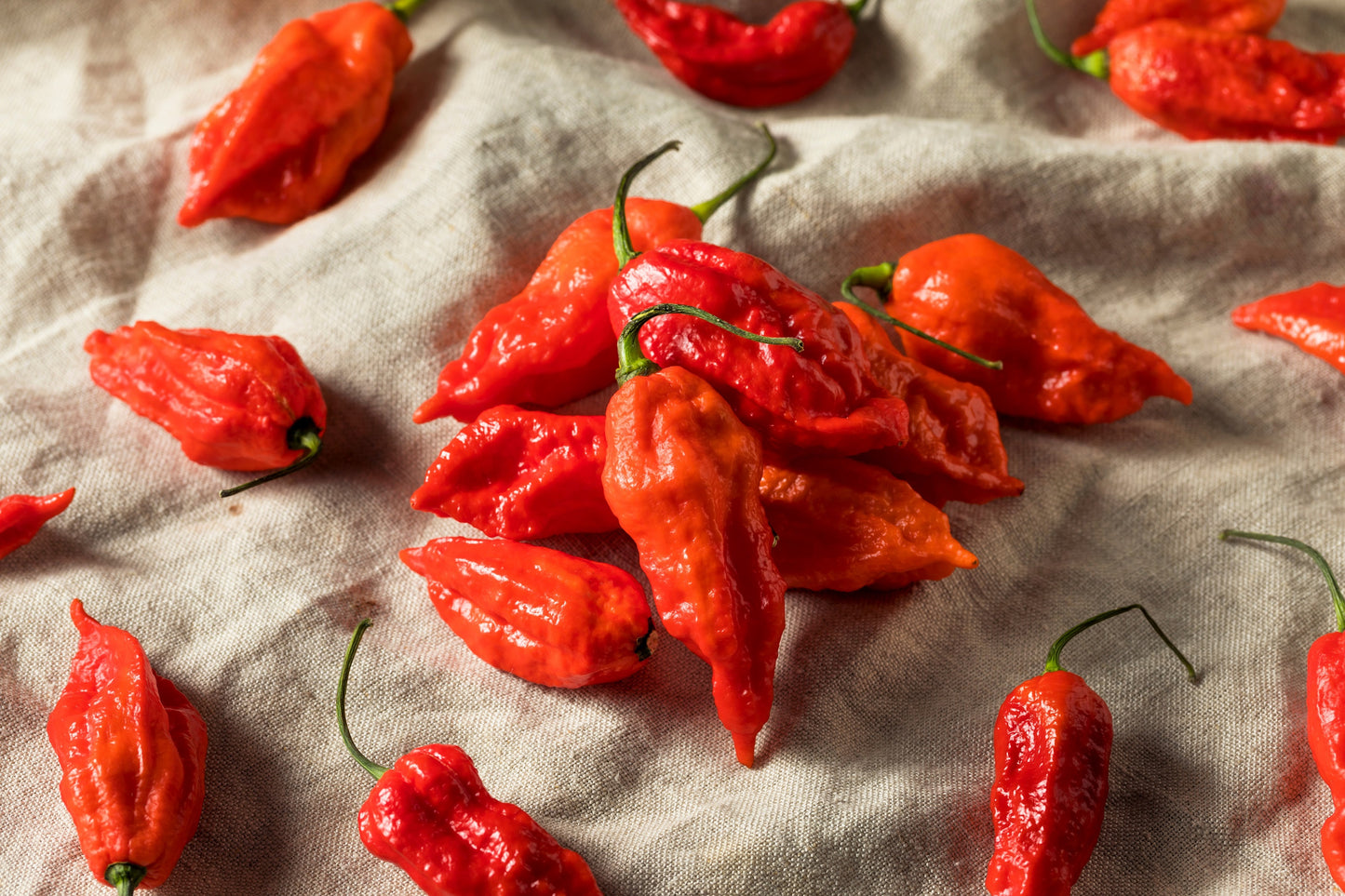 20 GHOST PEPPER SEEDS Blazing Hot Naga Bhut Jolokia Cobra Chili Vegetable Seeds