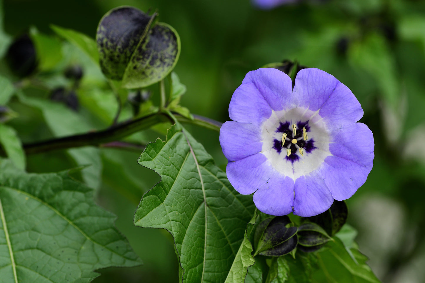 100 APPLE OF PERU Shoofly Plant Nicandra Physalodes Violet Blue Flower Seeds