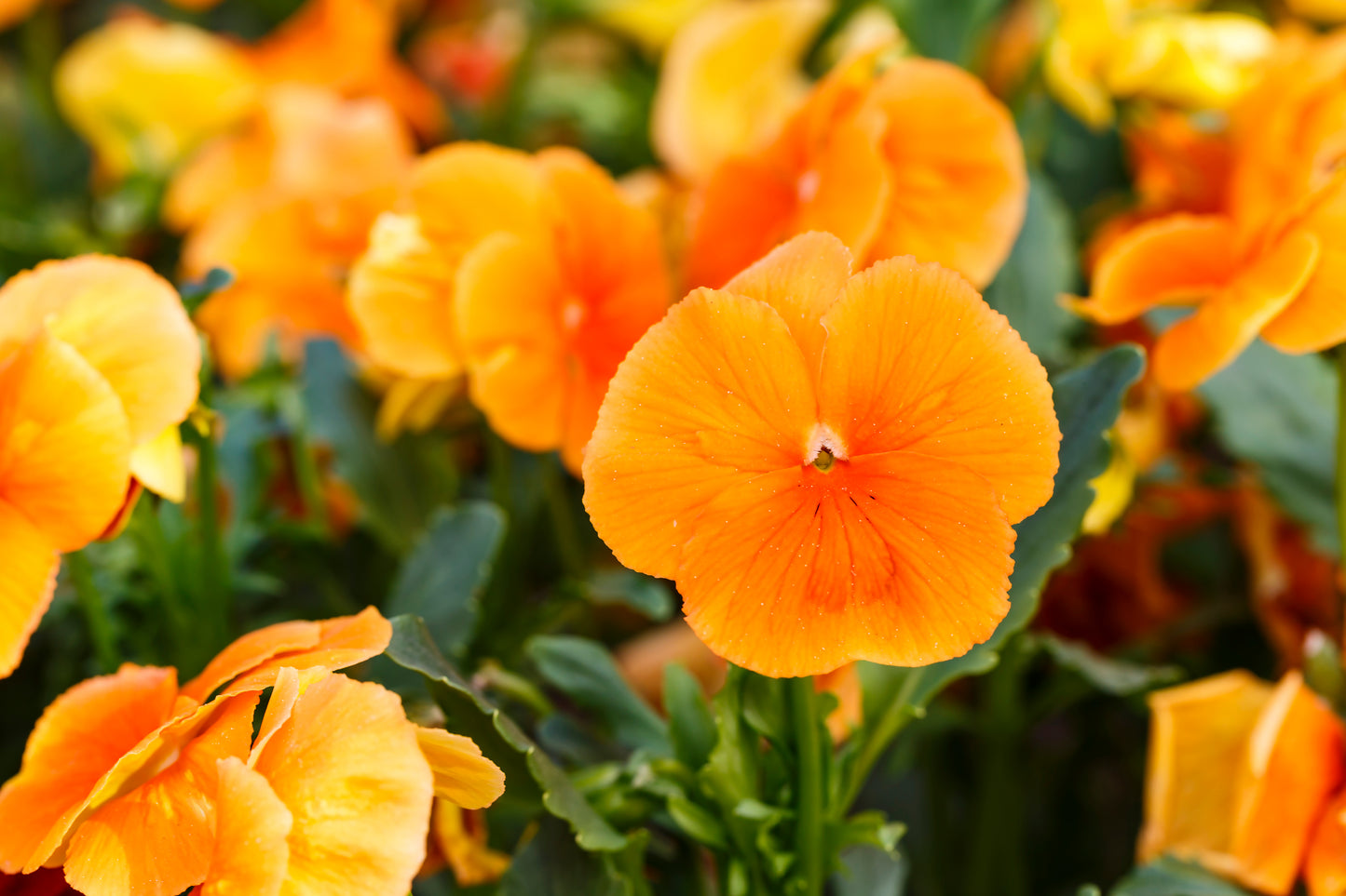 50 ORANGE SUN PANSY Swiss Giant Viola Wittrockiana Flower Seeds