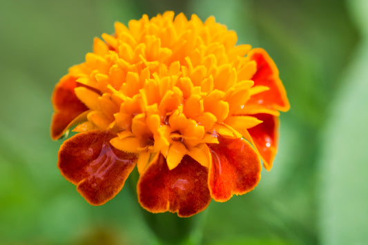 250 DWARF DOUBLE MARIGOLD ' Orange Flame ' Tagetes Patula French Red Flower Seeds