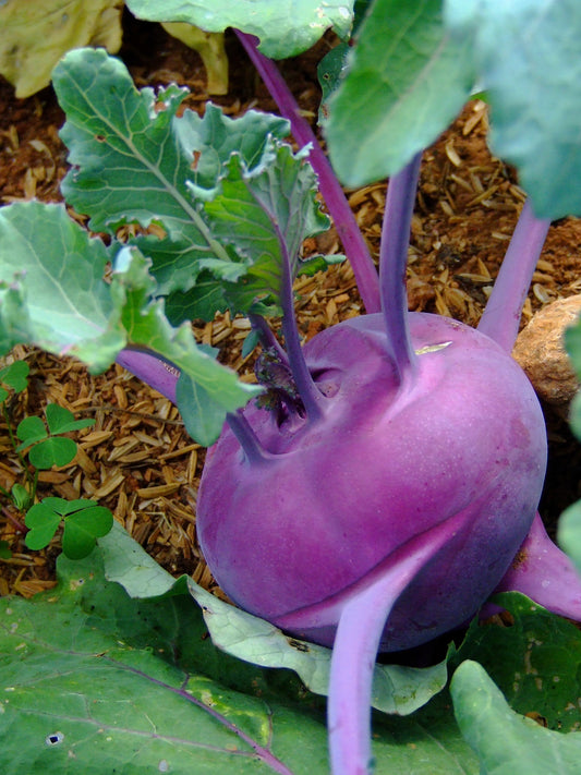 2000 PURPLE VIENNA KOHLRABI Brassica Oleracea Gongylodes Vegetable Seeds