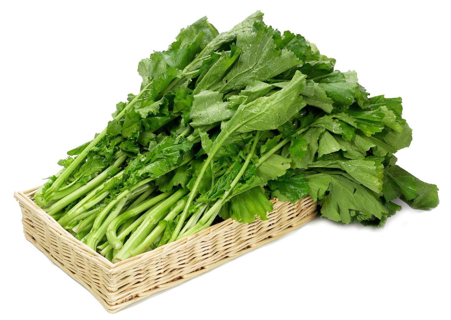 1500 SEVEN TOP TURNIP For Leaf Greens & Sprouts Brassica Rapa Vegetable Seeds