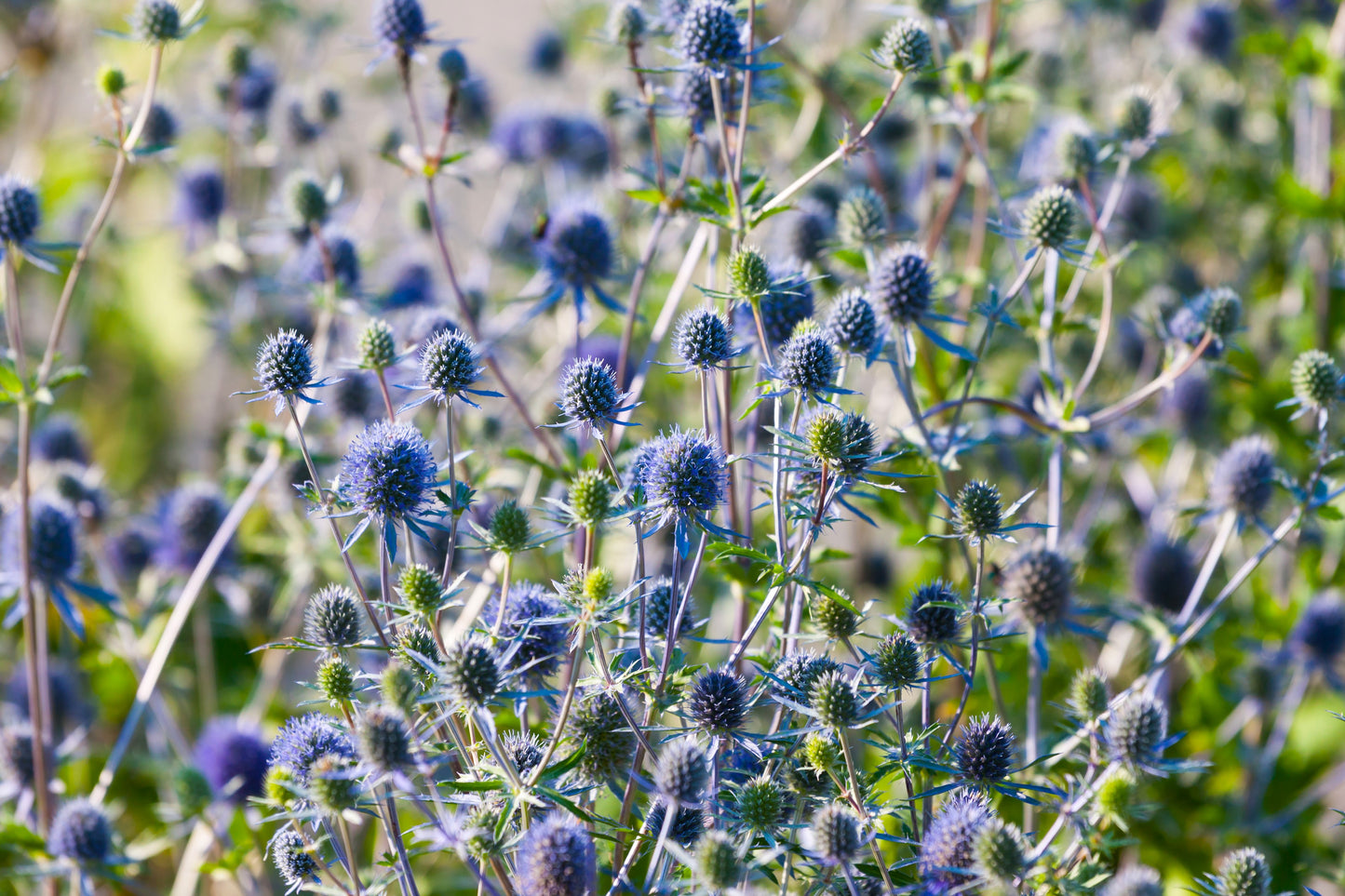 25 Blue GLOBE THISTLE Echinops Ritro Southern Globethistle Pollinator Flower Seeds