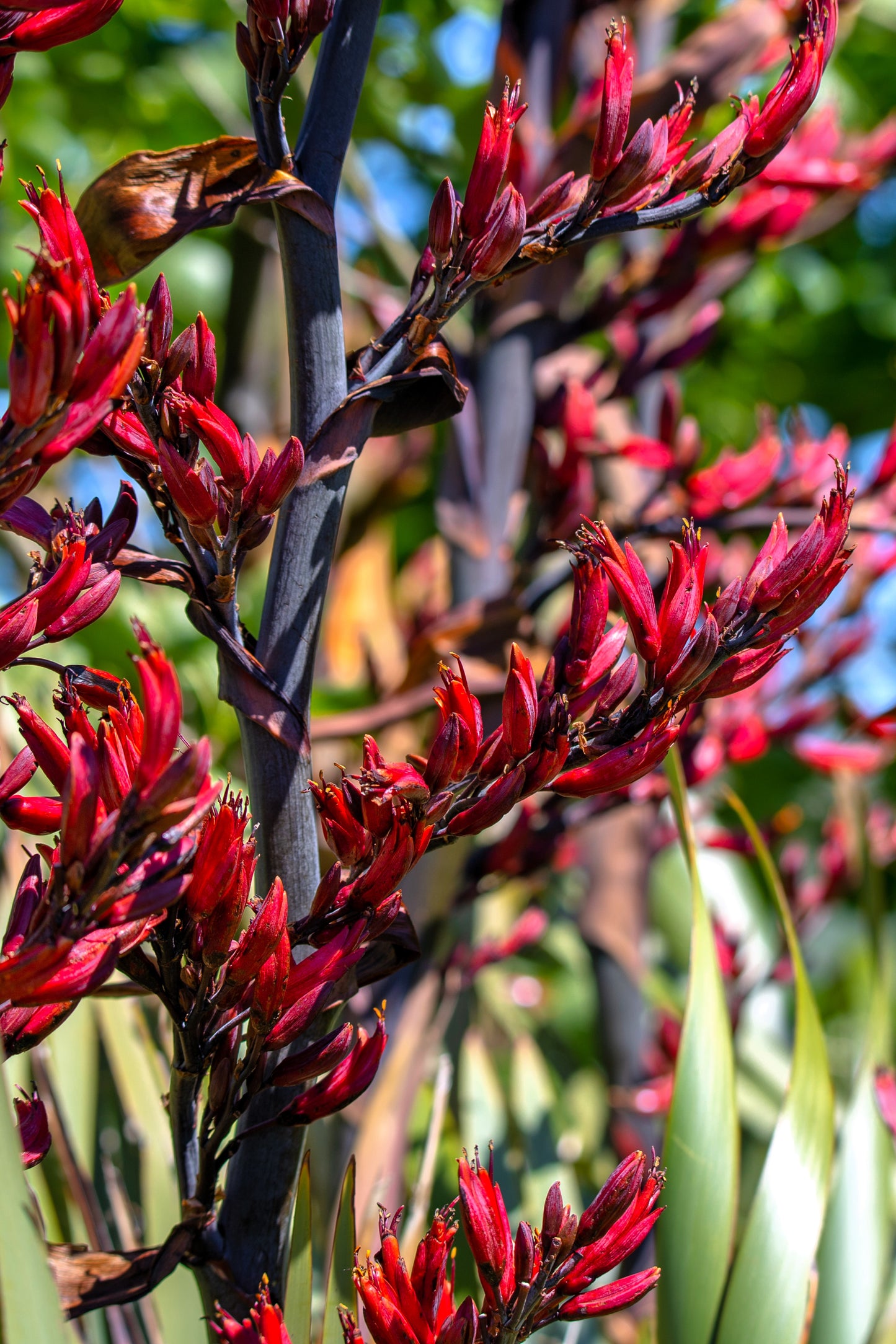 10 Variegated NEW ZEALAND FLAX Phormium Tenax Variegatum Ornamental Grass Flower Seeds