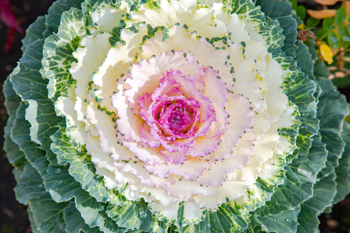 50 MIXED ORNAMENTAL CABBAGE Flowering Cabbage Brassica Oleracea Seeds