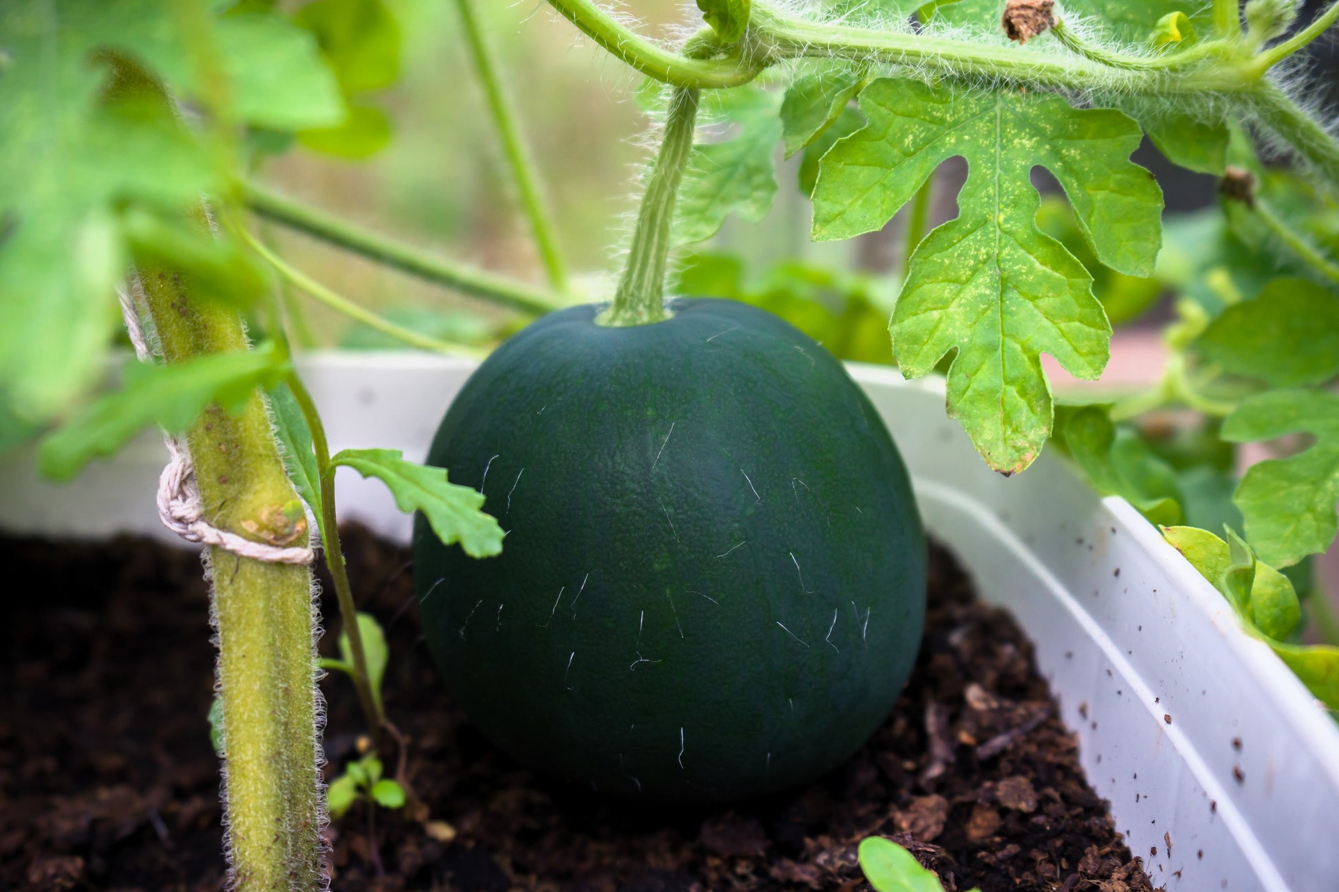 watermelon plant seeds 100 SUGAR BABY WATERMELON Citrullus lanatus Fruit Melon Seeds – Seedville USA