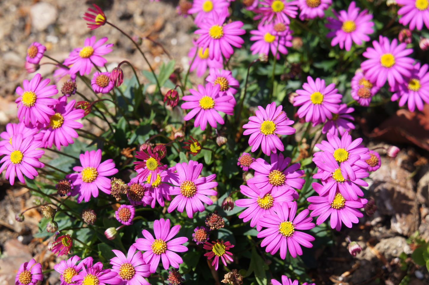 200 Mixed Colors SWAN RIVER DAISY Brachyscome Iberidifolia Flower Seeds