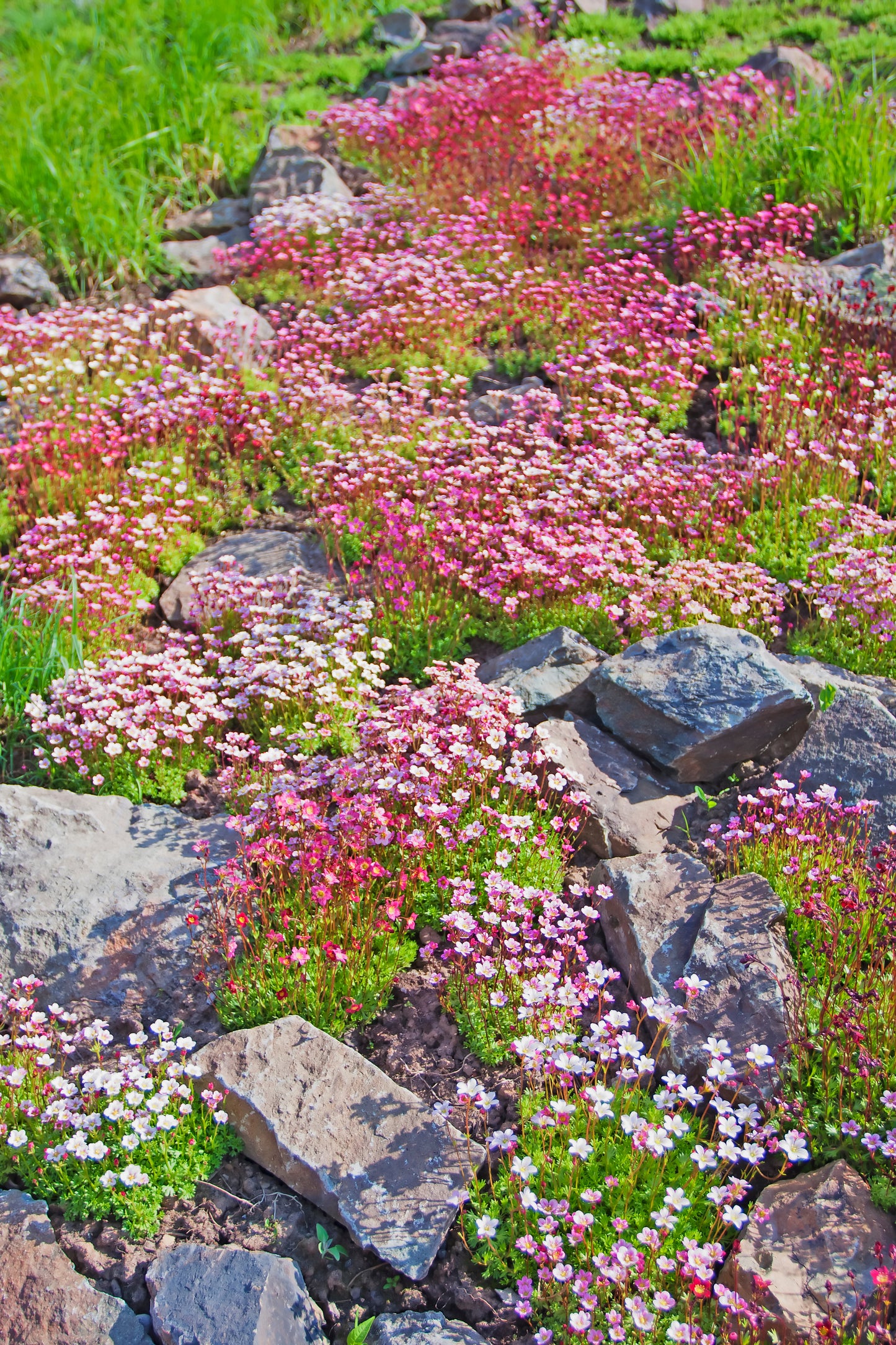 50 FLORAL CARPET SAXIFRAGA Arendsii Rose Pink Mossy Rockfoil Evergreen Flower Seeds