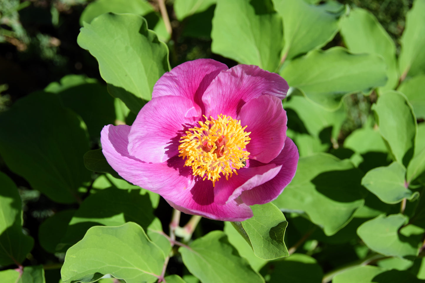 15 Pink WOOD'S ROSE Bush Mountain Rose Rosa Woodsii Fragrant Flower Seeds