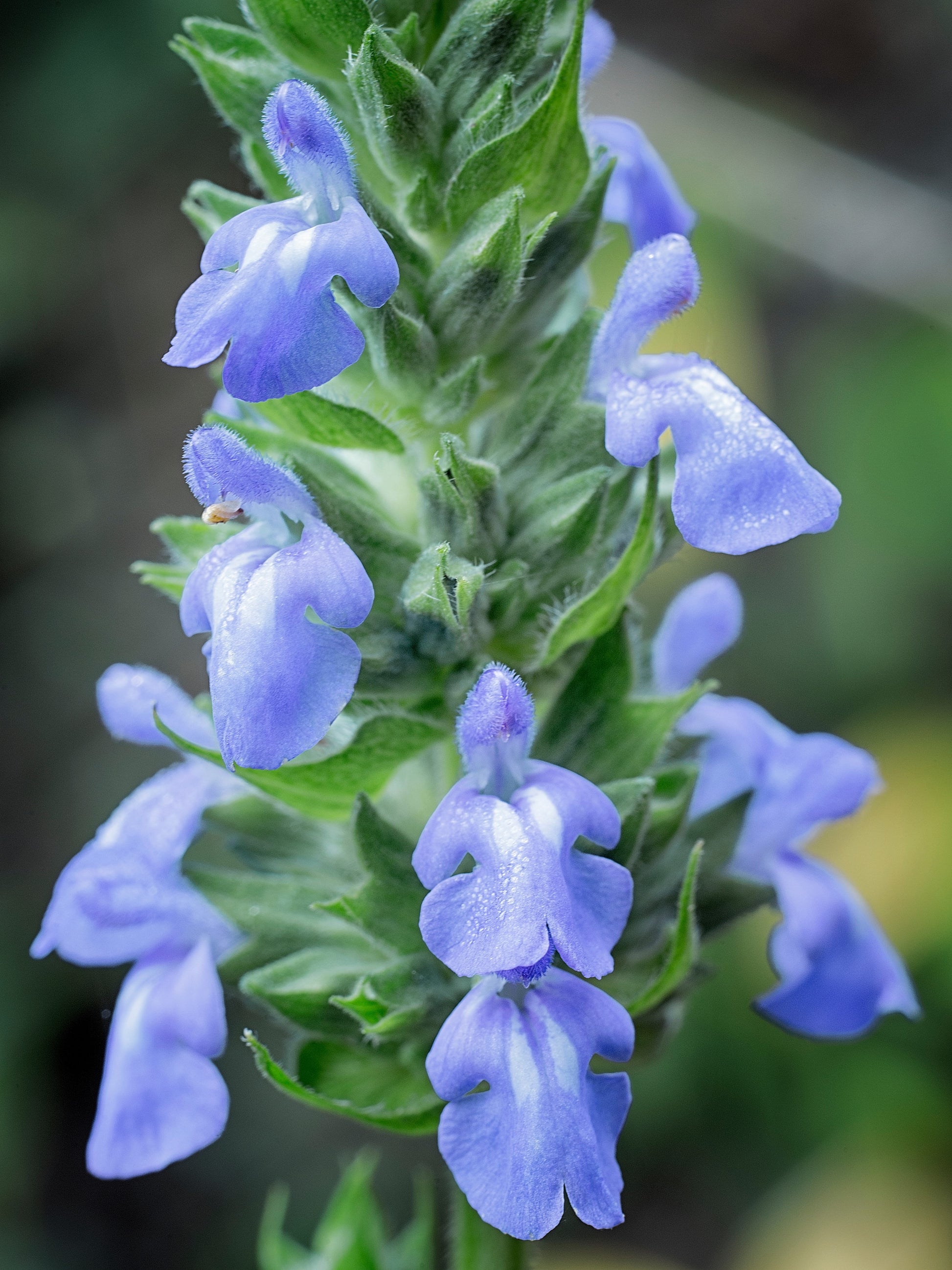 salvia hispanica seeds for planting 1000 CHIA SAGE / SALVIA Salvia Hispanica Flower Seeds