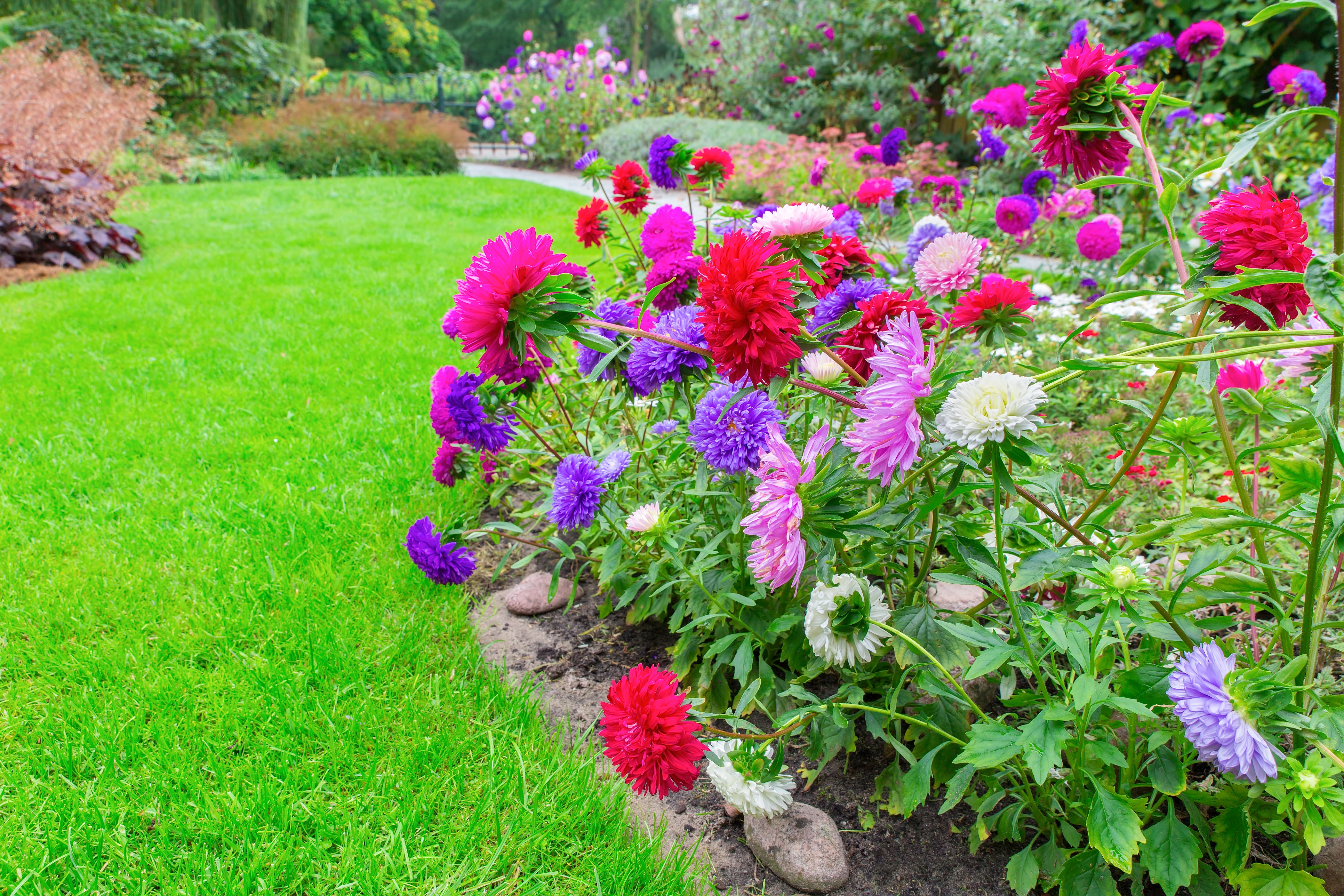 30 MIXED PAEONY ASTER Callistephus Duchess Peony Red Pink White