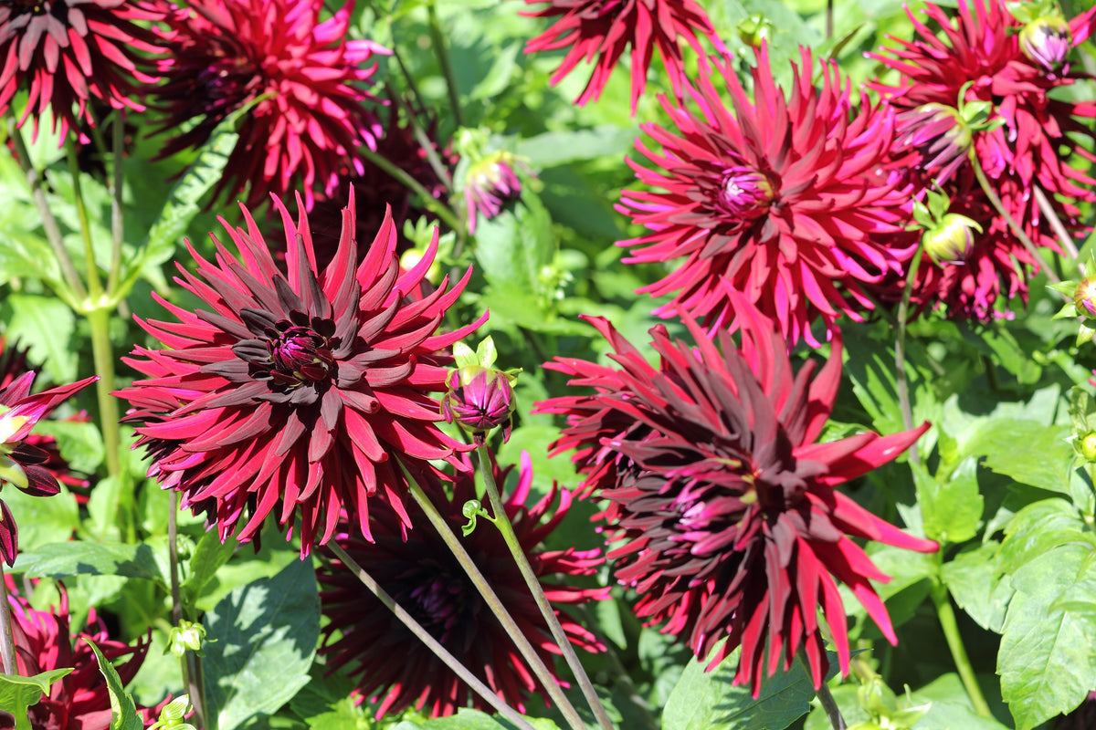 25 CACTUS DOUBLE DAHLIA Variabilis Mixed Colors Hummingbird Flower Seeds