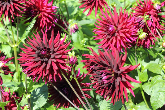 25 CACTUS DOUBLE DAHLIA Variabilis Mixed Colors Hummingbird Flower Seeds