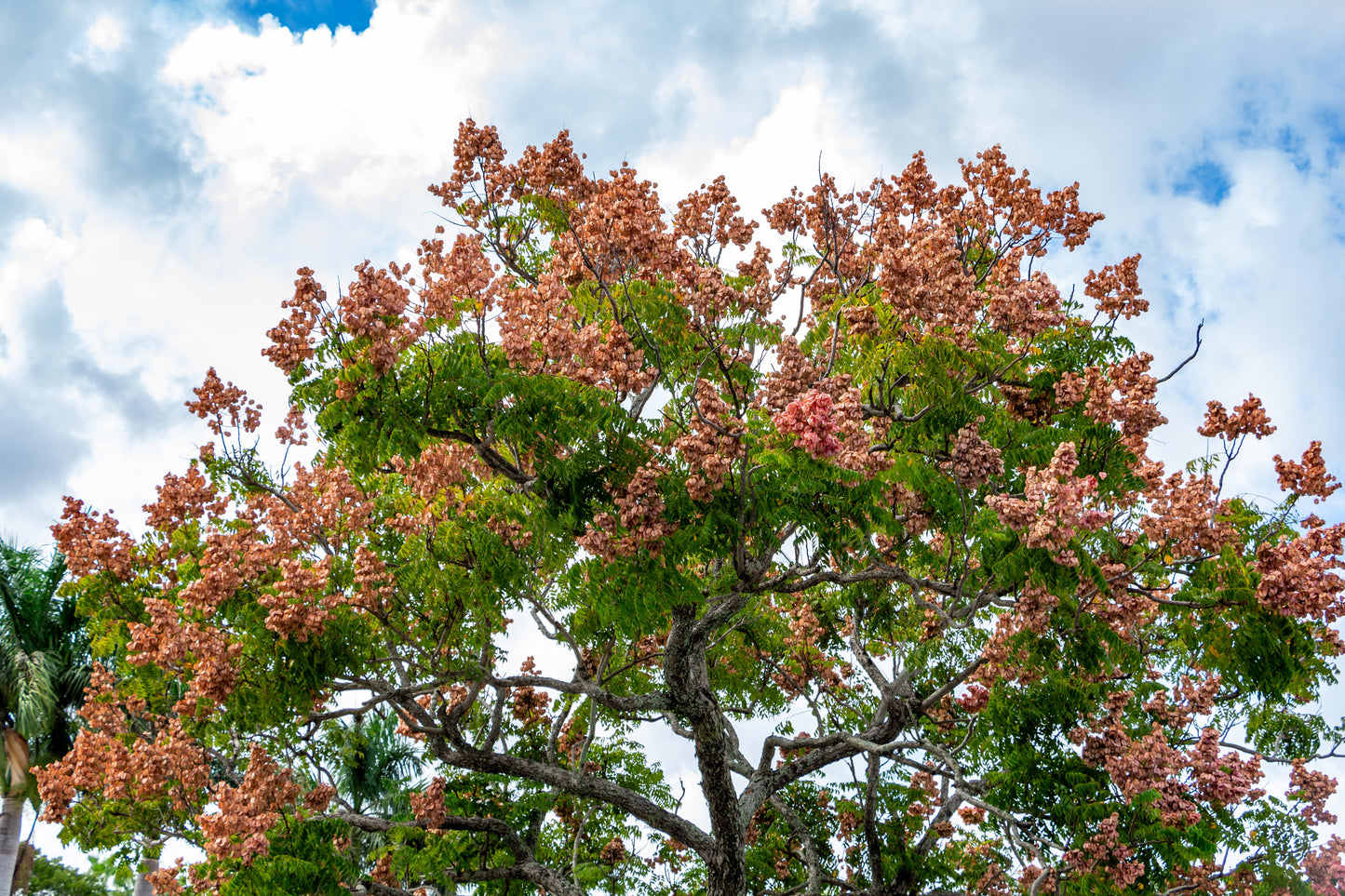 10 CHINESE FLAME TREE Koelreuteria Bipinnata Lantern Rain Yellow Pink Flower Seeds